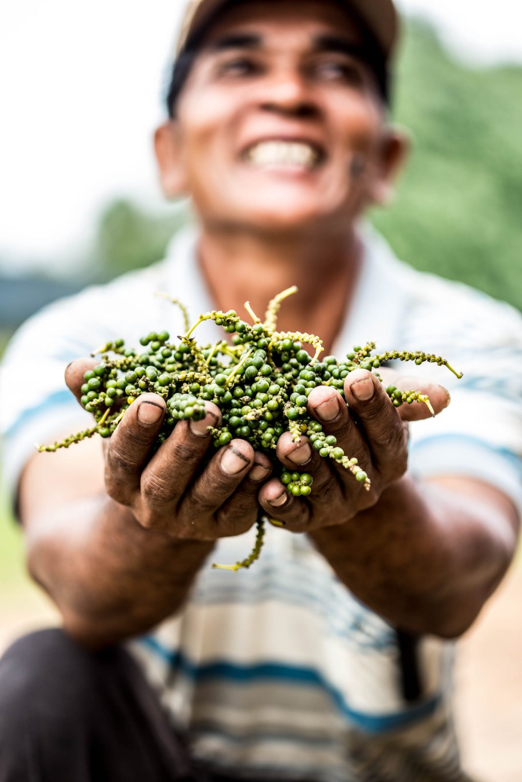 A grower holding out a double handful of fresh green pepper on the stem