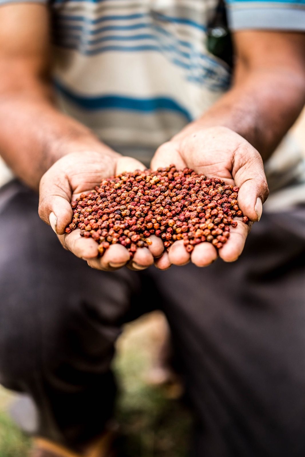 Cupped hands holding dried red Kampot peppercorns
