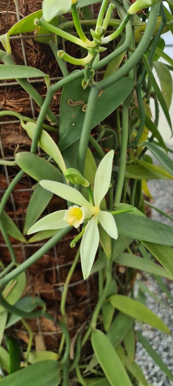 A vanilla orchid in flower on the vine in the Kep greenhouse