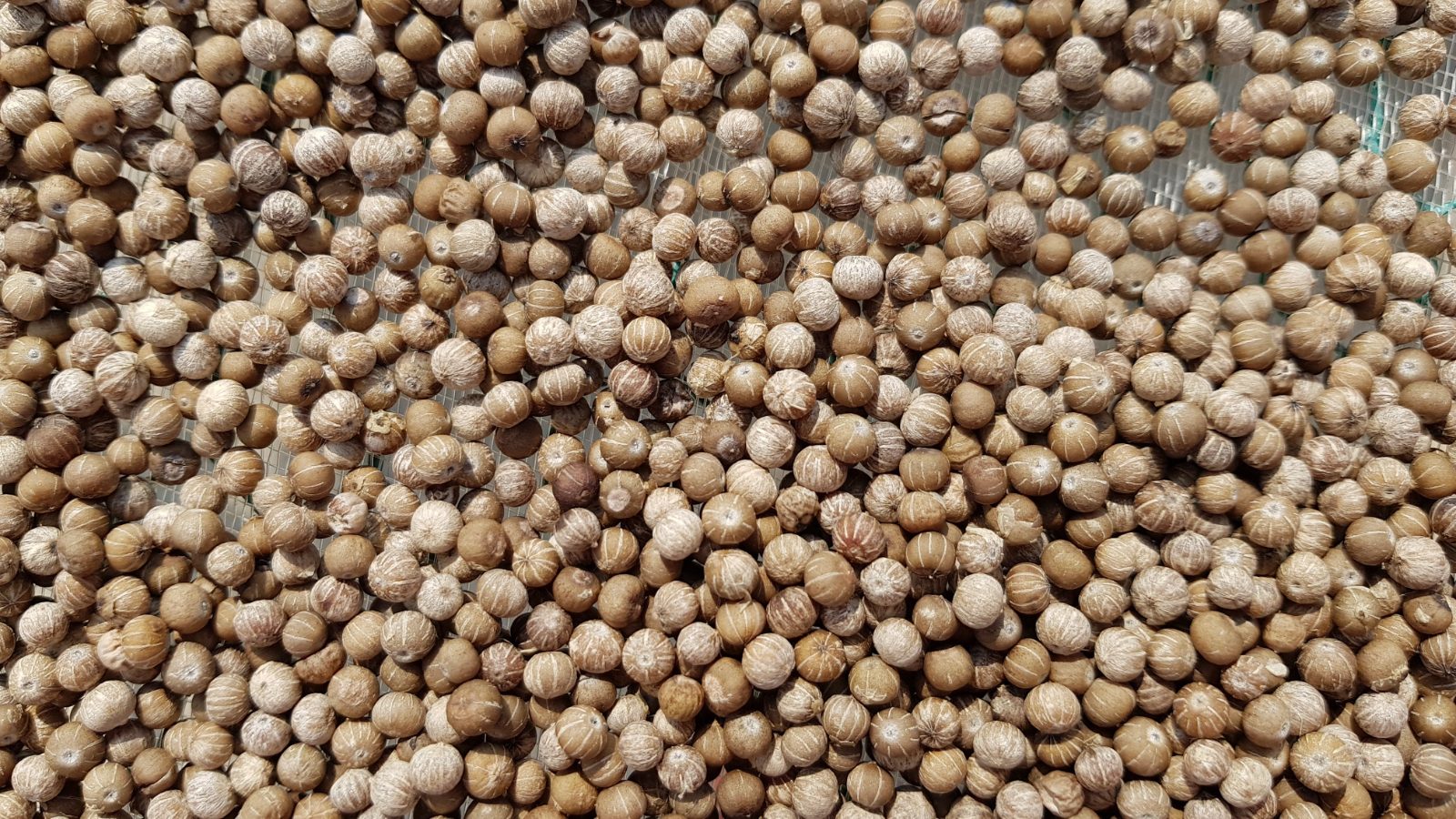 White peppercorns drying on raised screens in the sun